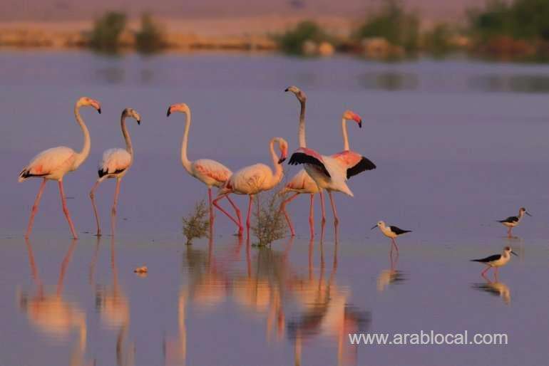 mme--celebrates-world-migratory-bird-day-today_qatar