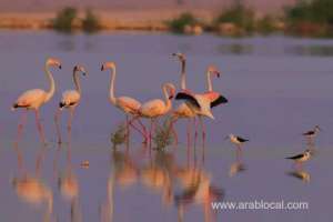 mme--celebrates-world-migratory-bird-day-todayqatar