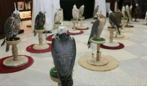 registration-for-7th-qatar-falcon-isfari-championship-will-begin-todayqatar