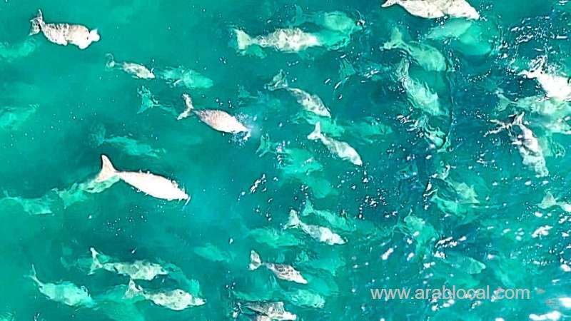 qatar-water-is-home-for-world’s-second-largest-population-of-dugongs_qatar