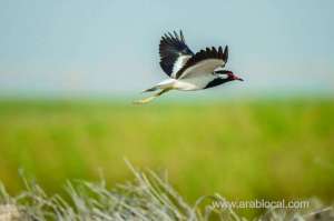 migratory-birds-spotted-in-qatarqatar