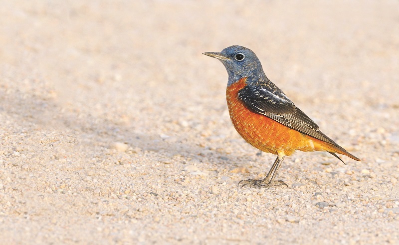 Qatar becoming a haven for migratory birds