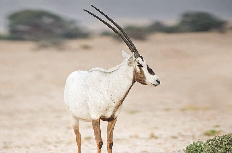 Qatar becoming a haven for migratory birds