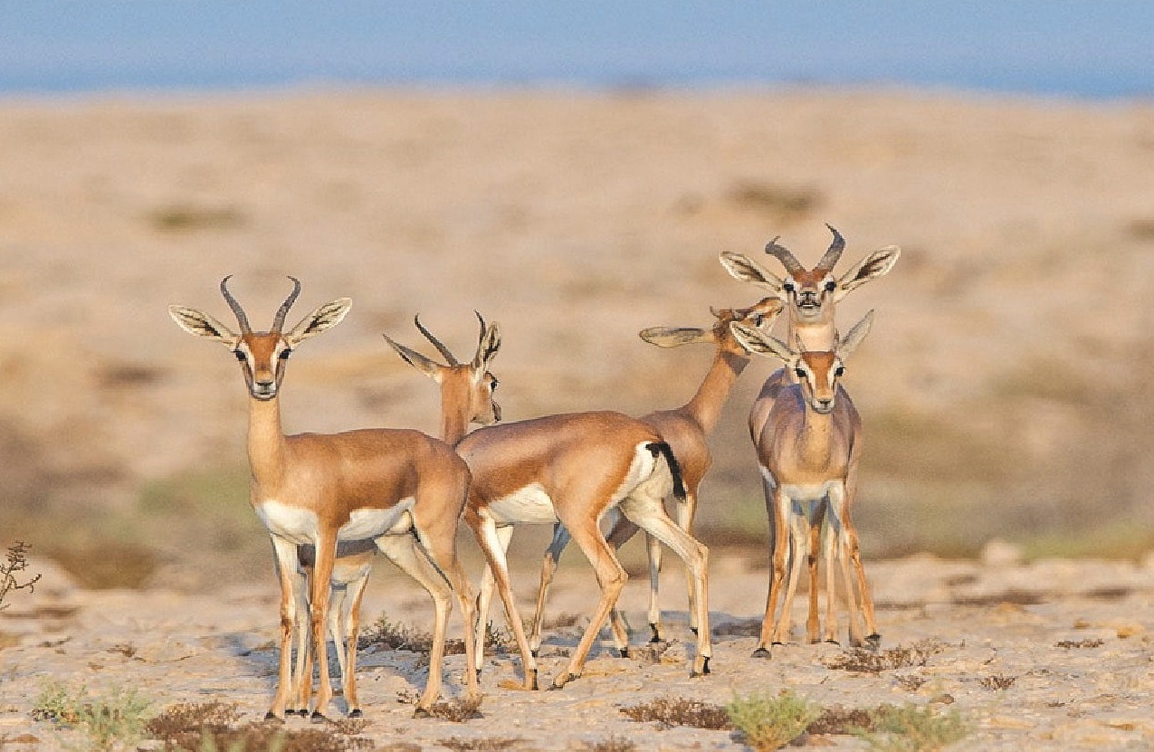 Qatar becoming a haven for migratory birds